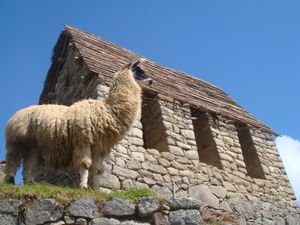 Llama and Machu Picchu 2