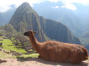 Llama and Machu Picchu 3