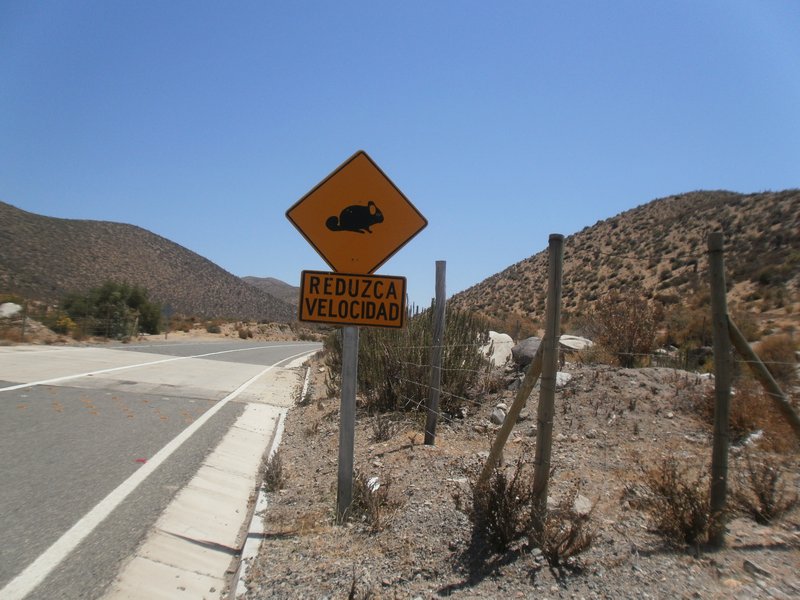 Chinchilla road sign