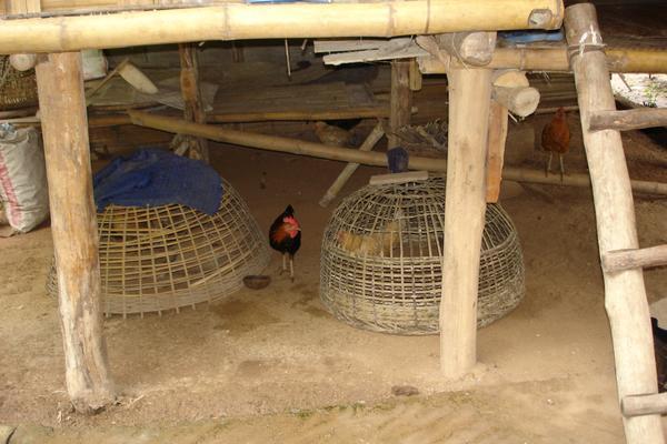 The chicken coup..