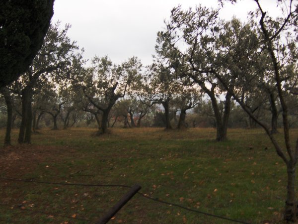 Orchard outside Assisi