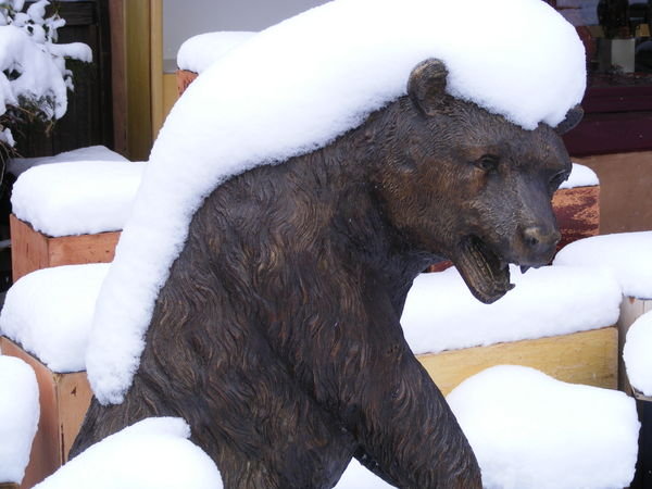 Bear with snow mohawk