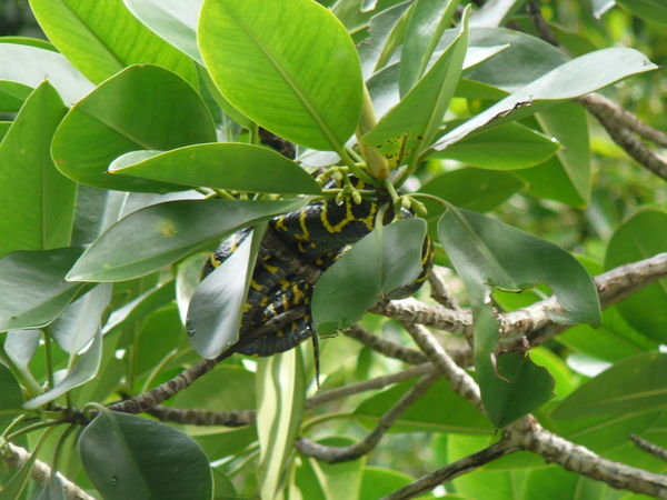 ventura snake in the mangroves