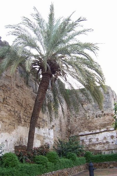 Palm in front of walls of old town