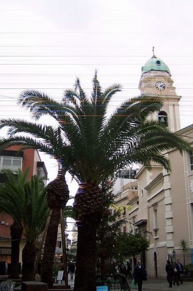 Palm Trees with Pubs