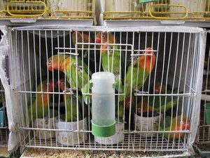 Sad crowded bird cage