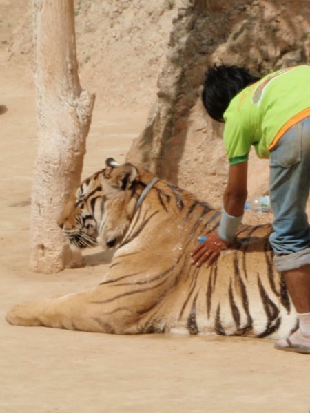 Tiger being rubbed down with water to cool off