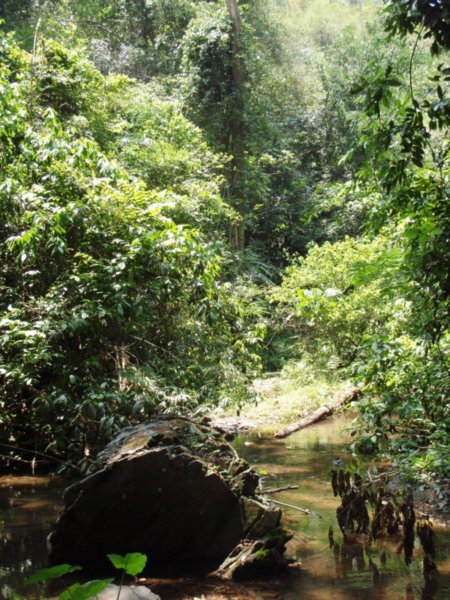 A clearing in the dense jungle