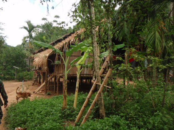 Village house amoungst the bannana plantations