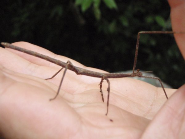 A stick insect ,picked out of the undergrowth.
