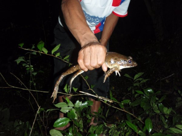 The Rangers caught this frog to make a tasty curry for the morning.