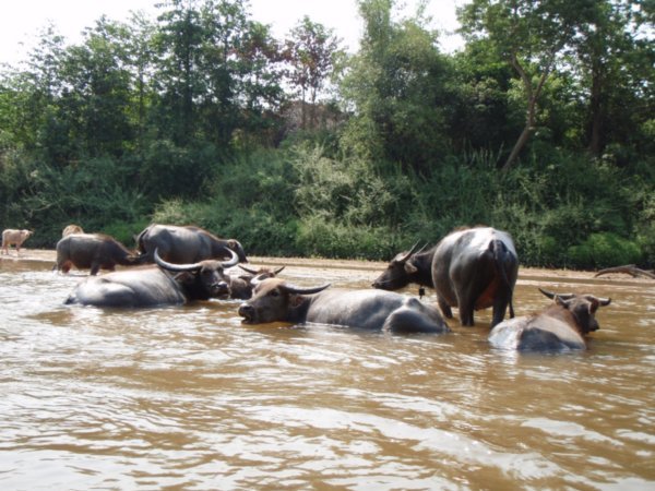 The Water Buffalo bathe in the cool water to keep out of the stiffling heat