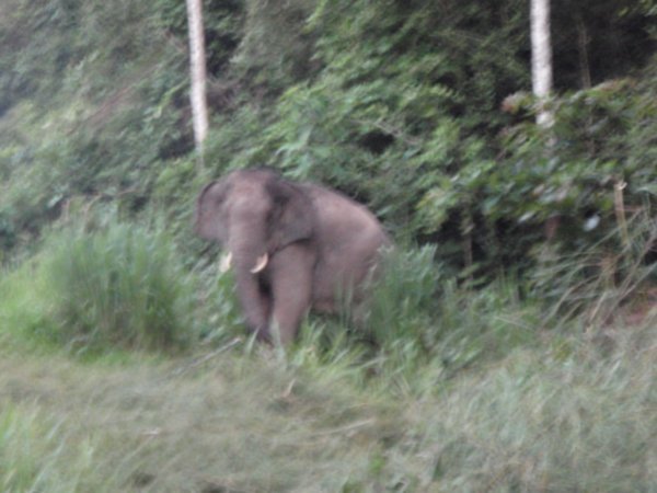 My first glimps of a wild Elephant in Thailand