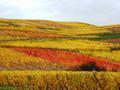 Autumn colours Turkheim