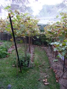 the vineyard work done until pruning