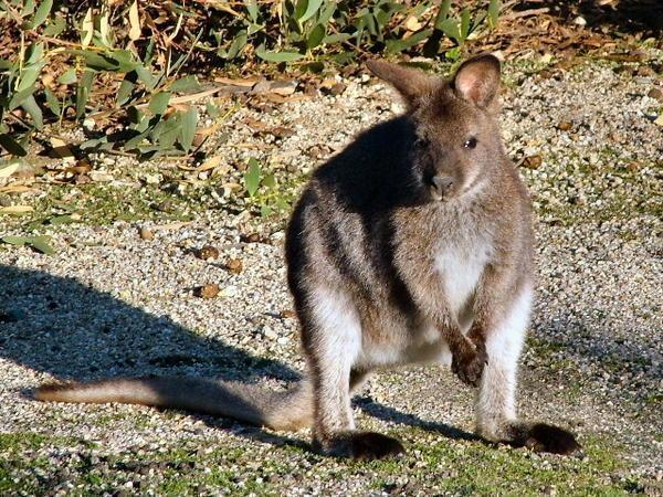 A Bennetts Wallaby