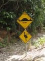 Cassowary crossing