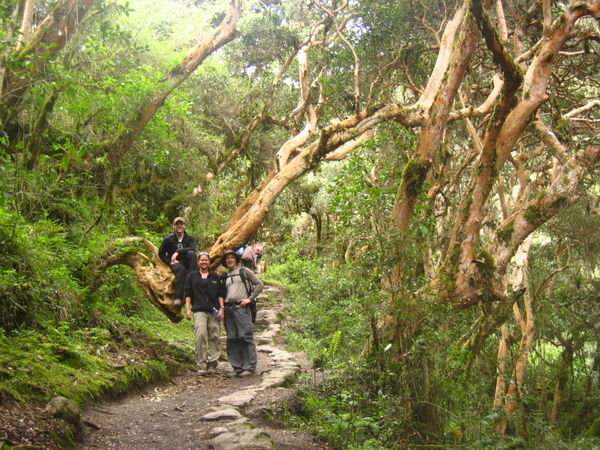 gnarled trees loomed above in the high-altitude cloud forest