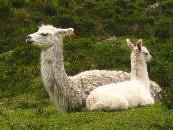 relaxed llamas grazed the high tundra