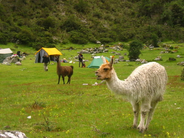 our high camp company of ugly locals