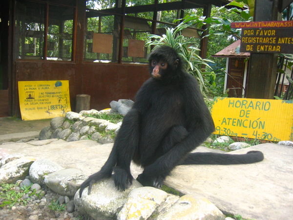 welcome to Parque Machia. Octavio the spider monkey greets you at the door.