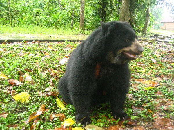 Baloo, the black spectacled bear rests during his daily exploration