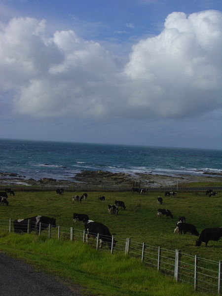 Cows by the Sea