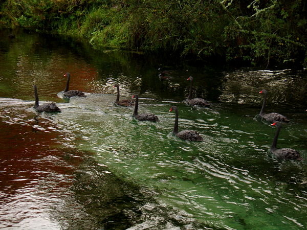 Black Swans on a Stream