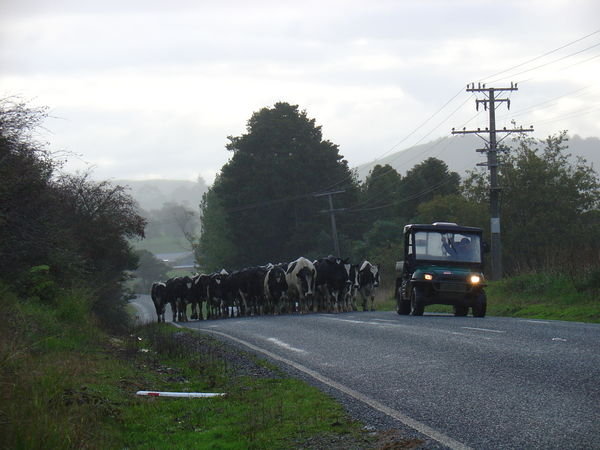 Cattle Droving