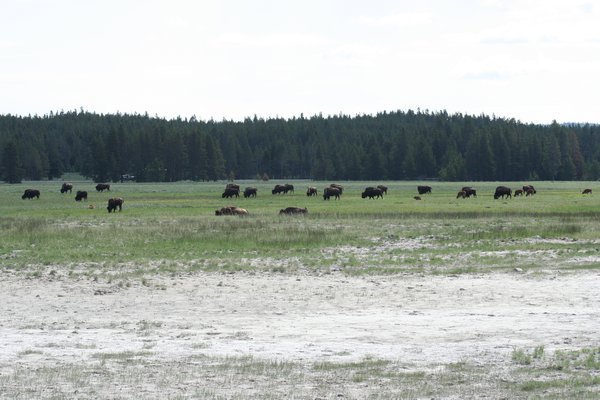 Part of the herd of bison
