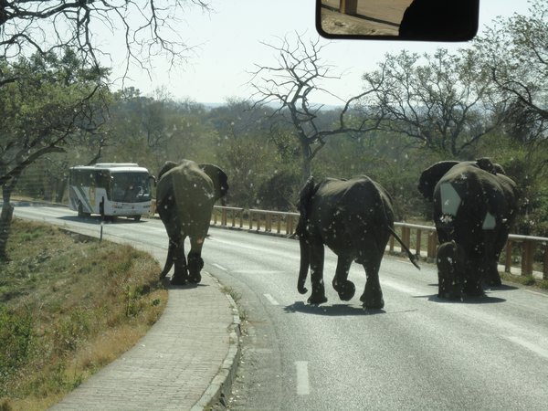 Elephants in the street at Victoria Falls
