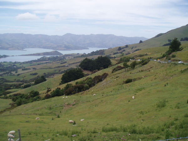 Akaroa Bay from the top of the hill