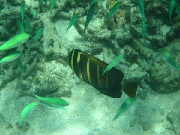 Black Yellow Fish with Green