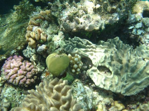 Coral Variety