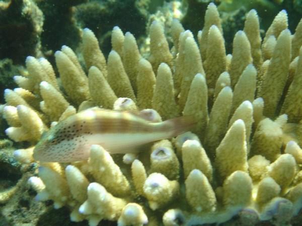 Fish with Anemone