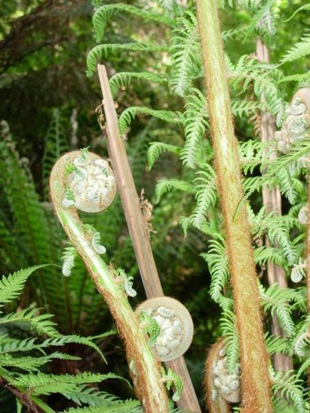 Fern in Tropical Forest