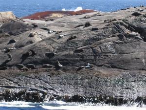 Doubtful Sound Seals