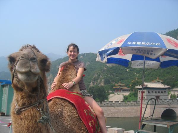 Dev on a Camel