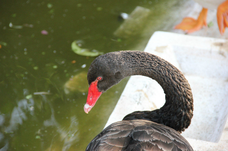 Black Swan in Mysore Zoo