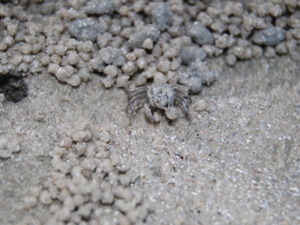 One of the millions of small crabs that filter the sand
