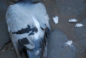 A pigeon (non-living)...sad