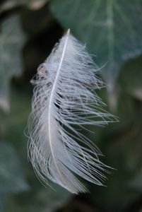 Bird feather...