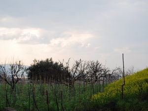 Pompei fields
