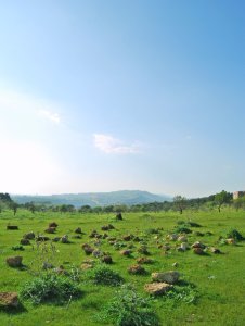 Agrigento field
