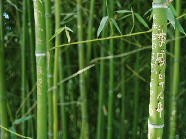 Bamboo @ Zhongshan Park