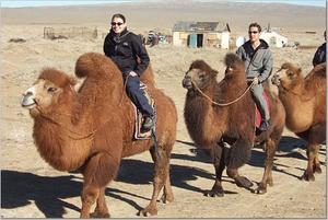 The Gobi by Camel