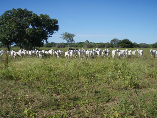 Just some of the 6 million cattle in the Pantanal