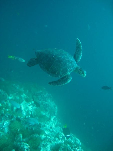 The very cool green sea turtle
