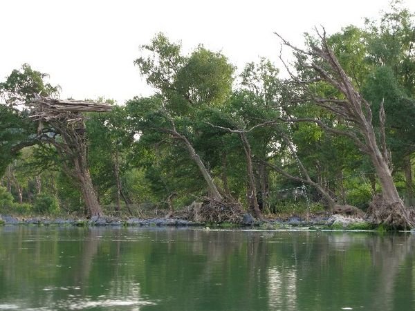 Trees Shaped by the Floods