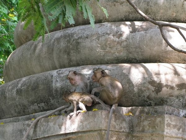 Monkeys roaming free